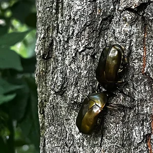 tree-fight.jpg