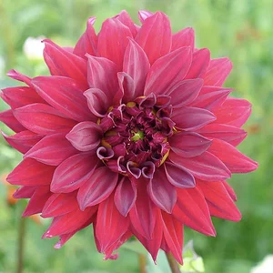 old flower.JPG