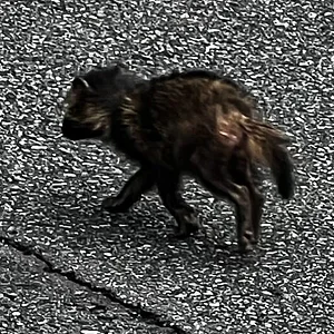 tanuki-pup.jpg