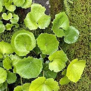 wet green.jpeg