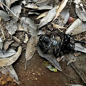 The grave yard of the stag beetles