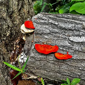 shelf-fungi-01.jpg