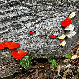 shelf-fungi-02.jpg