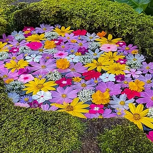 kougenji-flowers.jpg