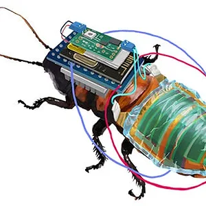 remote-controlled-cockroach.jpg