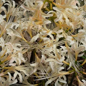 white spiders.JPG