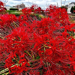 spider-lily-01-2.jpg