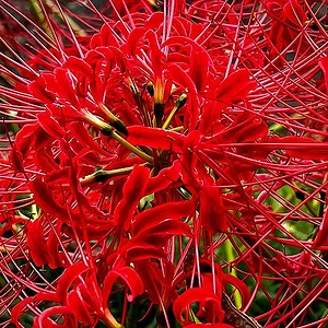 spider-lily-02-2.jpg