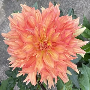 orange.jpeg
