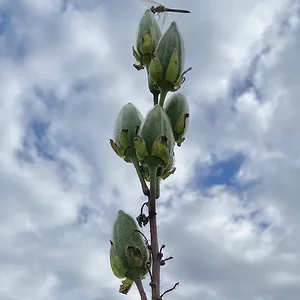pods-clouds.jpeg