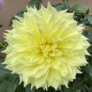 yellow.jpeg