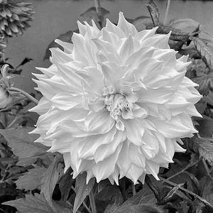 yellow as B&W.jpeg
