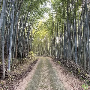 bambooA.jpeg