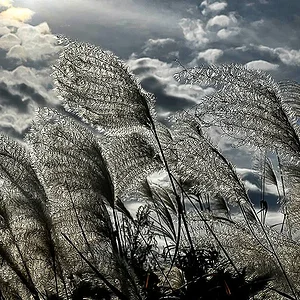 susuki-grass.jpg