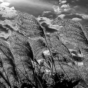 susuki-grass-2.jpg