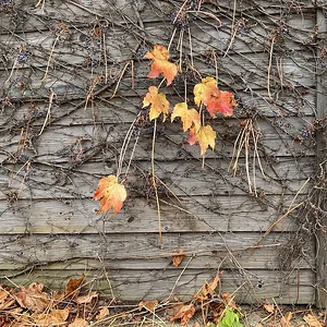 wall-detail.jpeg