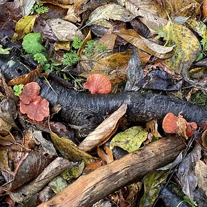 wet leaves.jpeg
