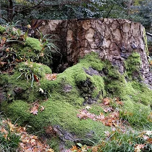 daijoji-3.JPG