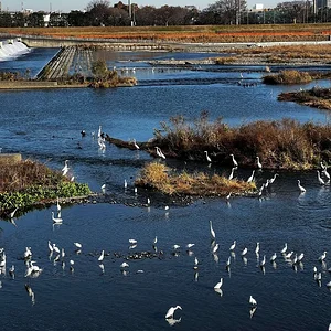 great-egrets.jpg