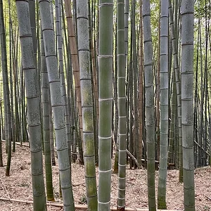 bambooA.jpeg
