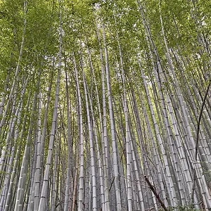 bambooC.jpeg