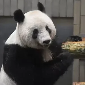 xiang-xiang.jpg