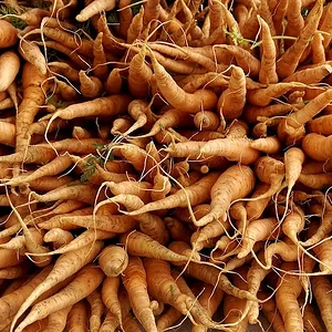 carrot ends.jpeg