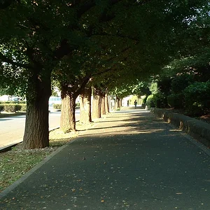 Tokyo - Street to the Diet Building