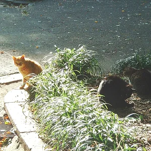 Tokyo - Hibiya Park - Cats