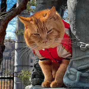hamura-cat-2.jpg