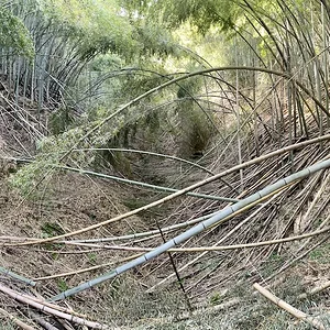 Arashiyama.jpeg