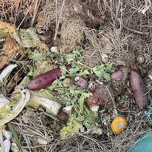 sweet potatoes.jpeg