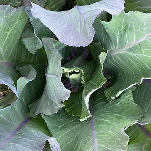 green.JPG