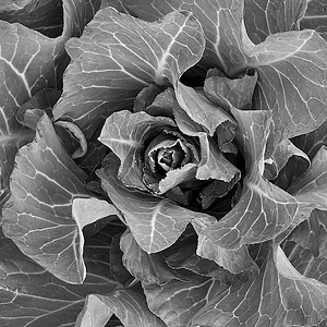 B&W.JPG