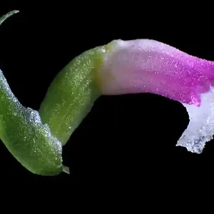 spiranthes-hachijoensis.jpg