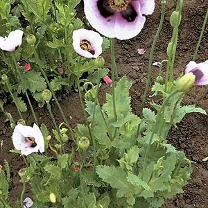poppy-seeds.jpg