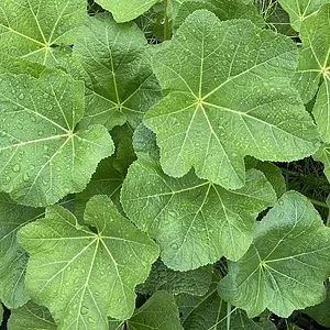 green.JPG