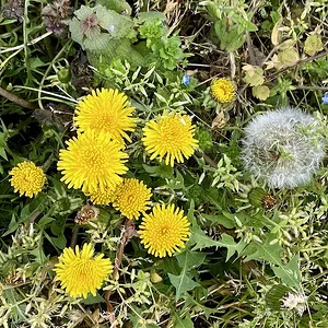 dandelions.JPG