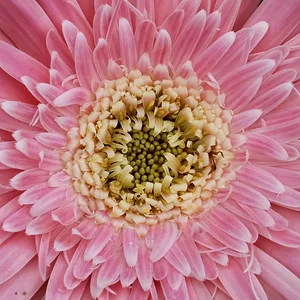 pink.JPG