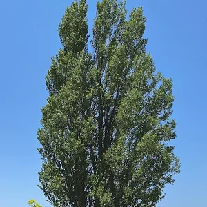 tree.JPG
