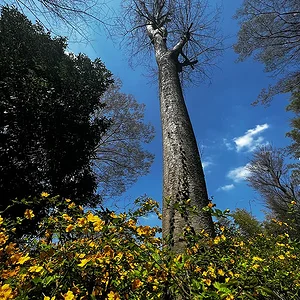 tree-yellow.jpg