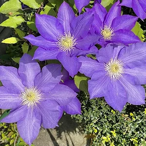 purples.JPG
