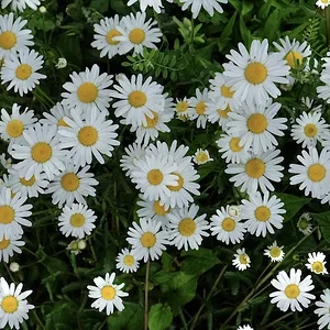 flowers.JPG