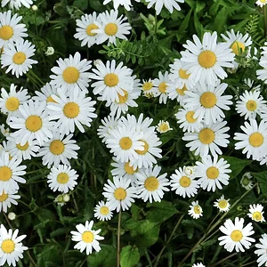 flwrs.JPG