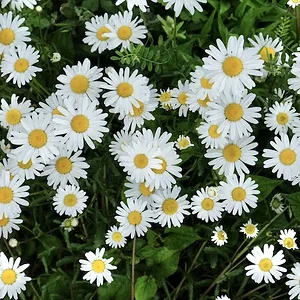 flwrs.JPG