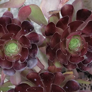 succulent.JPG