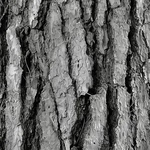 bark.JPG
