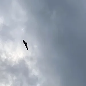 black kite.jpeg