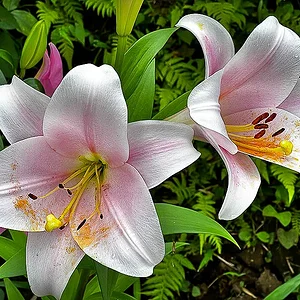 lily-01.jpg