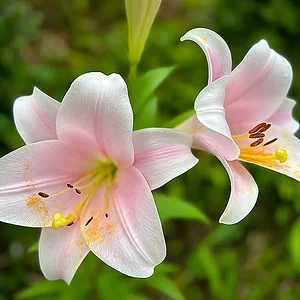 lily-02.jpg